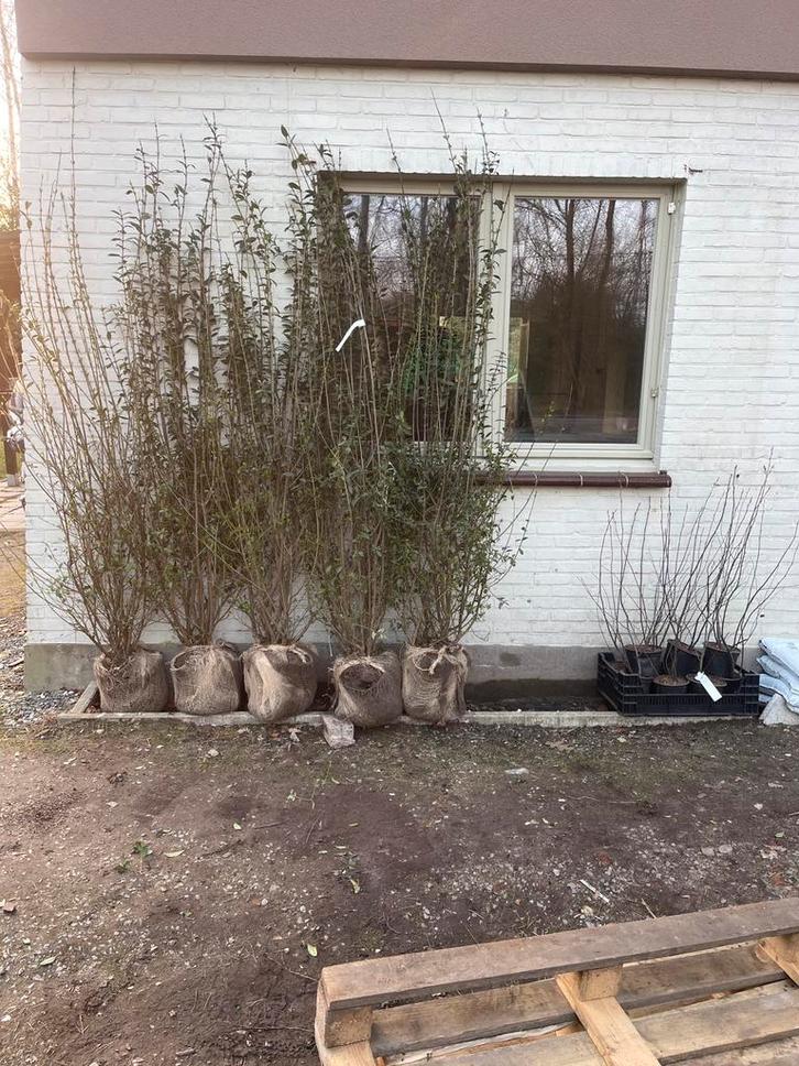 5 stuks Ligustrum ‘Atrovirens’ inclusief levering 175/+ cm, Jardin & Terrasse, Plantes | Arbustes & Haies, Haie, Envoi