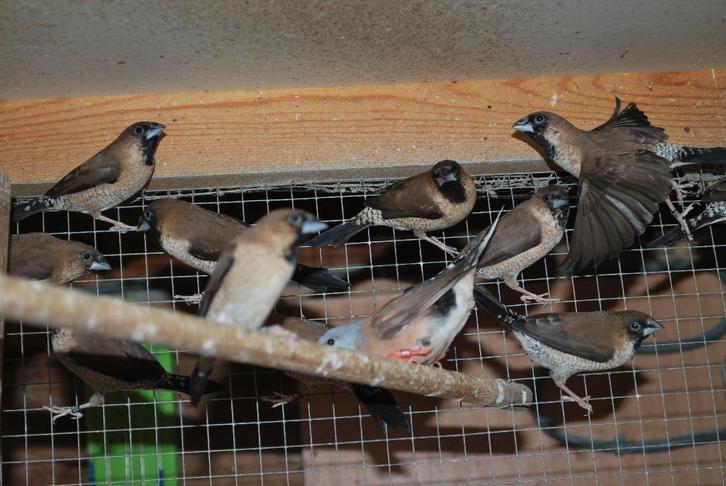 Hybrieden, Dieren en Toebehoren, Vogels | Overige Vogels, Tropenvogel, Meerdere dieren