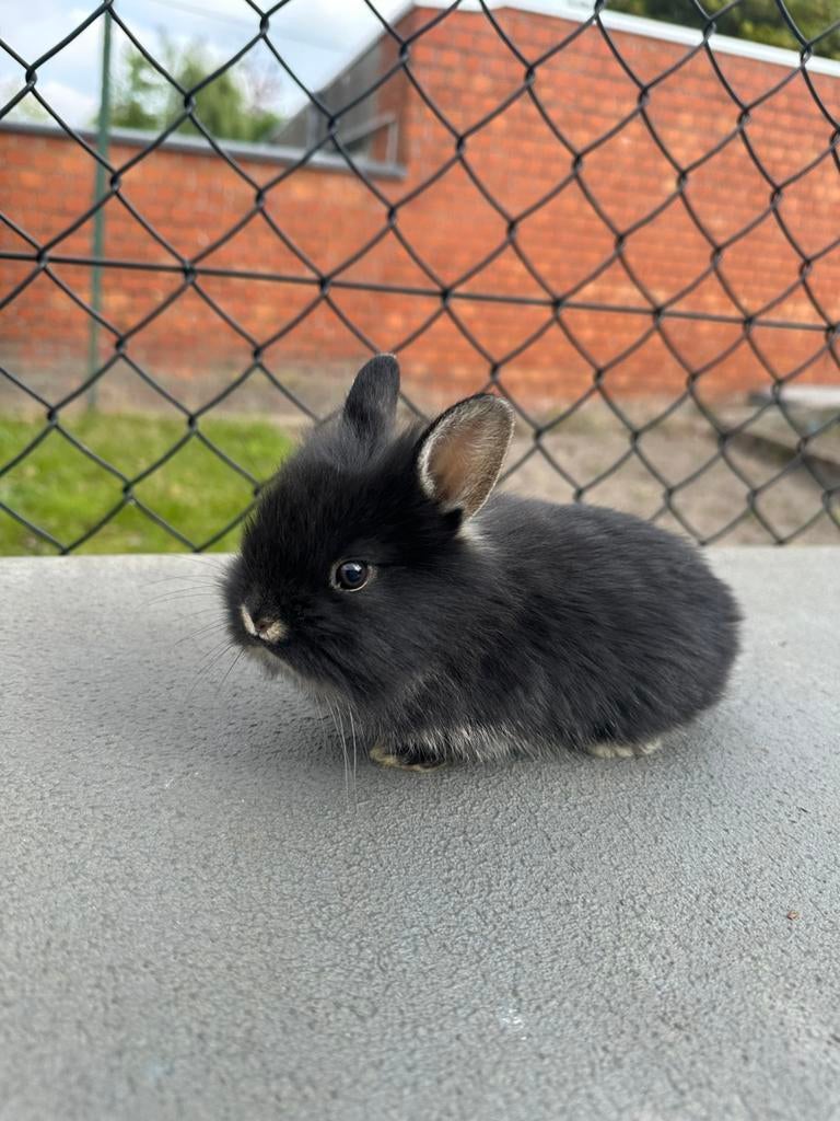 Dwergkonijntjes te koop (7–8 weken oud), Dieren en Toebehoren, Konijnen