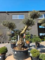 Olijfboom Olea Europaea ponpon, Tuin en Terras, Ophalen, Olijfboom