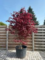 Grote japanse esdoorn, Tuin en Terras, Planten | Bomen, Ophalen