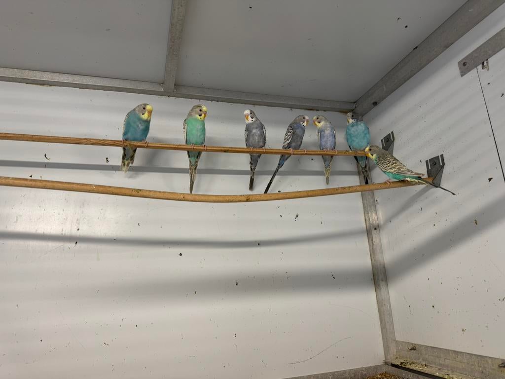 Perruche ondulée Dun fallow/ bf, Animaux & Accessoires, Perruche