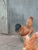 Hanen en hennen van zijdehoenders en cochinkrielen, Plusieurs animaux, Poule ou poulet