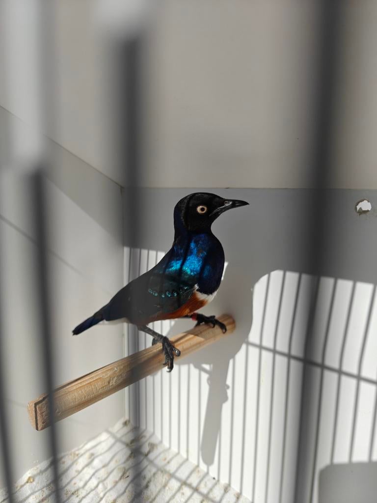 Driekleur glansspreeuw man, Dieren en Toebehoren, Mannelijk, Tropenvogel, Geringd