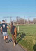 Veulen te koop of inruil ouder paard, Dieren en Toebehoren, Paarden