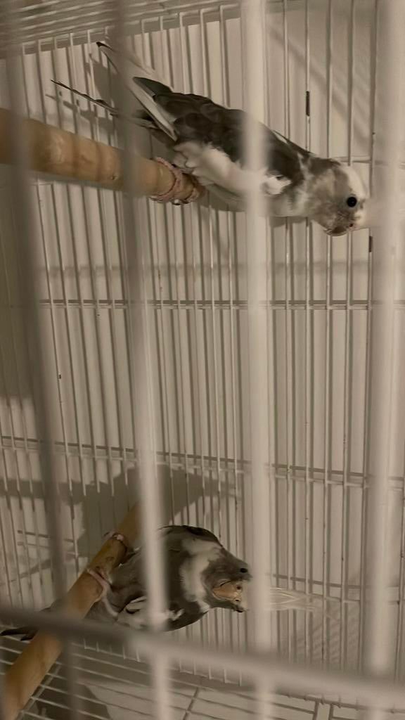 Plusieur couple disponible, Dieren en Toebehoren, Vogels | Parkieten en Papegaaien, Meerdere dieren, Parkiet, Pratend