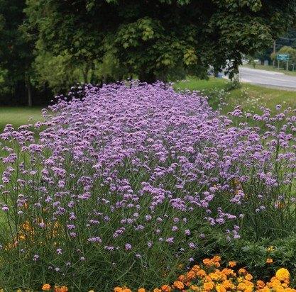 Verbena bonariensis, Tuin en Terras, Planten | Tuinplanten, Vaste plant, Volle zon, Ophalen