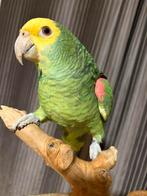 Supertam dubbele geelkop Amazone (Oratrix), Papegaai, Pratend