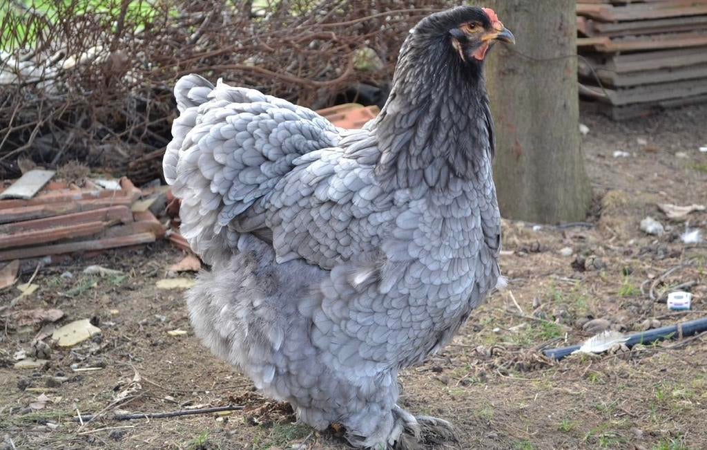 Prachtige blauwe brahma hen