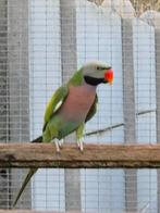 Perruche à poitrine rose 2017, Animaux & Accessoires, Mâle, Perruche, Bagué