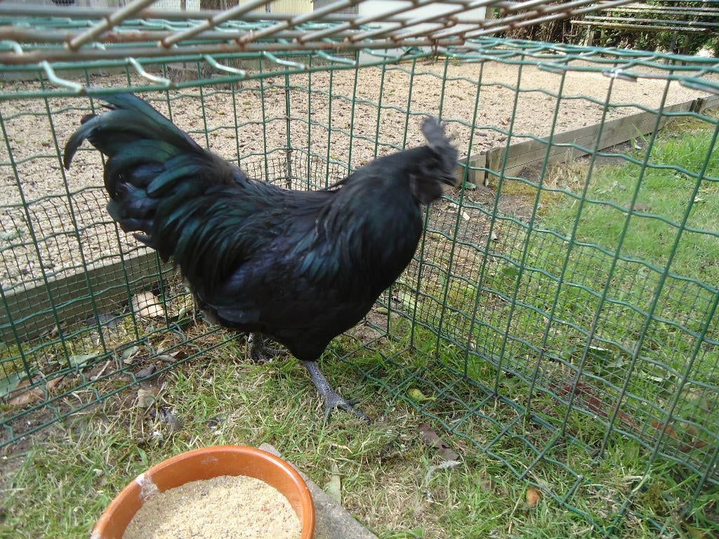 Hanen van raskippen, Mâle, Poule ou poulet