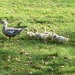 Barbarieeend met 5 kleintjes, Dieren en Toebehoren, Meerdere dieren, Eend