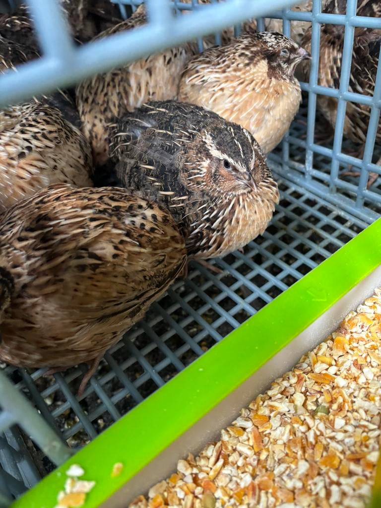 Jumbo japanse kwartles, Plusieurs animaux, Autres espèces