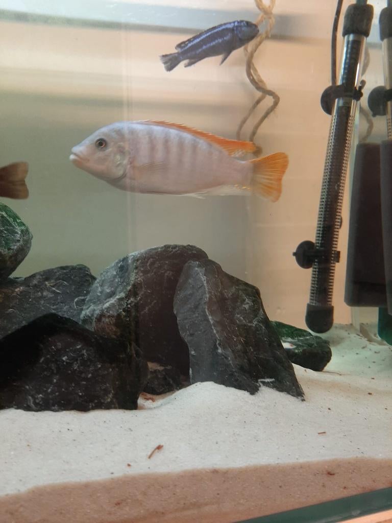 malawi cichliden - red top cobalt, Dieren en Toebehoren, Vis, Zoetwatervis, Schoolvis