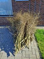 Gratis - Paastakken, partij krulwilgtakken, Ophalen, Nieuw