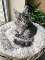 Maine Coon kitten, Chat, Vermifugé, 0 à 2 ans