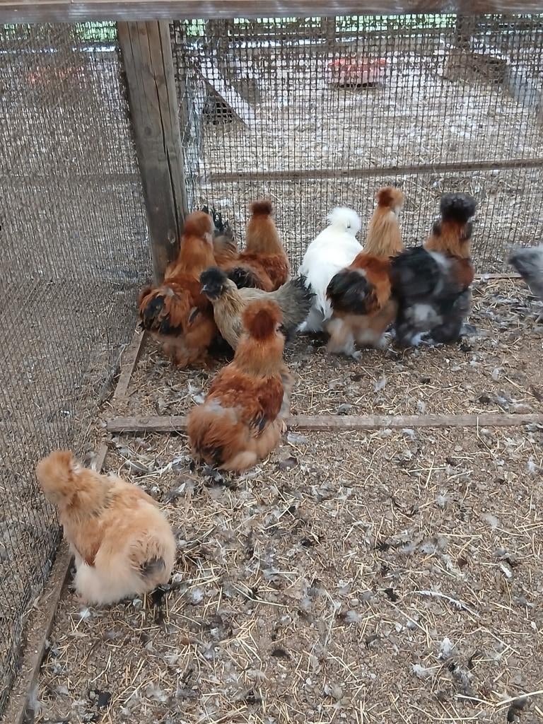 Jonge zijdehoenders,  verschillende leeftijden en kleuren, Meerdere dieren, Kip