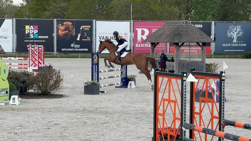 Top merie te koop, Dieren en Toebehoren, Paarden, Merrie