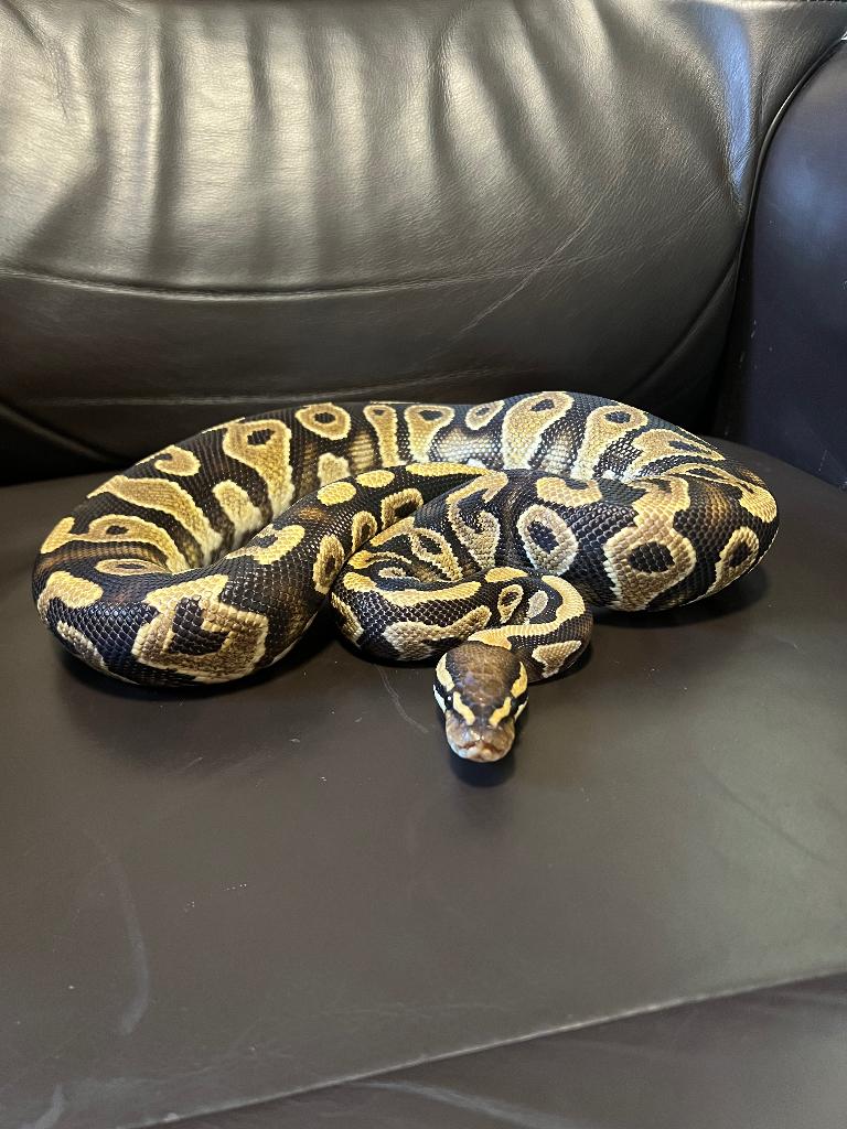 Ball python, Animaux & Accessoires, Serpent, 0 à 2 ans