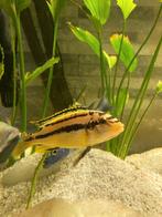 7 cichlidés., Enlèvement