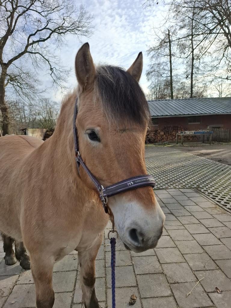 Fjord merrie – 7 jaar, Dieren en Toebehoren, Paarden, Merrie, Zadelmak, Minder dan 160 cm, 7 tot 10 jaar, Recreatiepaard, Gechipt