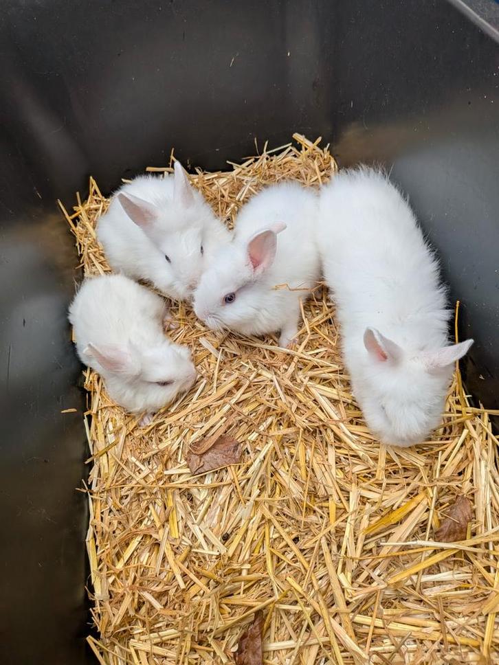 Konijntjes, Dieren en Toebehoren, Knaagdieren, Meerdere dieren, Overige typen, Februari, Tam