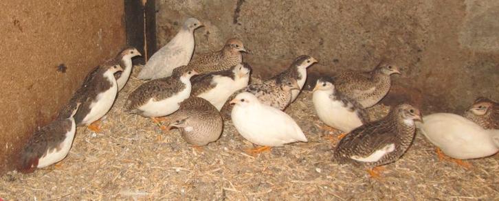 chinese dwergkwartels, Dieren en Toebehoren, Pluimvee, Kip, Meerdere dieren