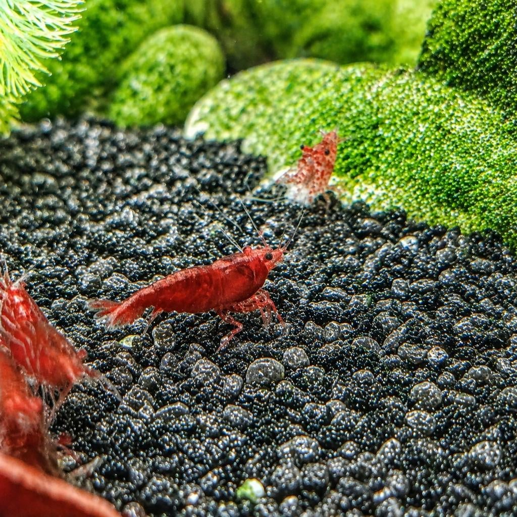 Neocaridina Red Cherry Garnalen te koop, Animaux & Accessoires