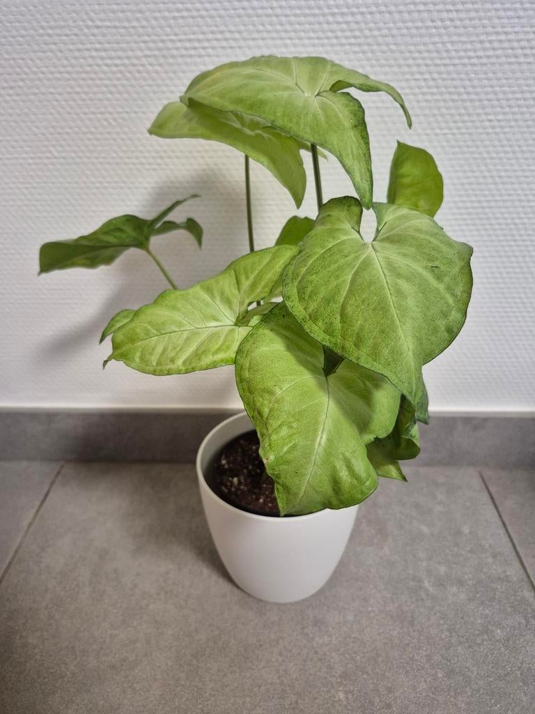Syngonium white butterfly, Huis en Inrichting, Ophalen