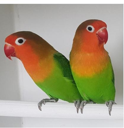 agaporis /fischeri', Plusieurs animaux, Perroquet nain ou Inséparable