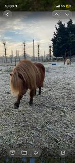 2 LIEVE SHETLAND PONY’S DRINGEND OP ZOEK NAAR EEN NIEUW HUIS, Dieren en Toebehoren, Pony's, Hengst, Niet van toepassing, E pony (1.48m - 1.57m)