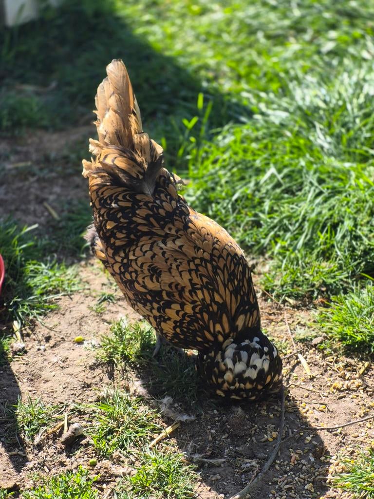 Kippen, Meerdere dieren, Kip