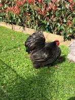 Cochin kriel zwart, Dieren en Toebehoren, Meerdere dieren, Kip