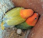 7 jongen dilute opalines, Dieren en Toebehoren, Meerdere dieren, Dwergpapegaai of Agapornis, Geringd