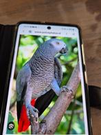 Grijze roodstaart gezocht, Femelle, Perroquet, Domestique