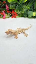 Gecko a crete wimpergekko, Animaux & Accessoires, Reptiles & Amphibiens
