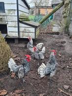 sebright zilver zwart - haan, Mâle, Poule ou poulet