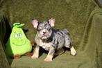 Prachtige Blue Merle Tan Franse Bulldog pup, Dieren en Toebehoren, Parvo, België, Reu, 8 tot 15 weken