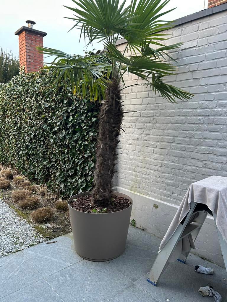 Trachycarpus fortunei, Tuin en Terras, Planten | Bomen, Ophalen, Palmboom