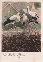 OOIEVAARSNEST  ALSACE, Verzamelen, Postkaarten | Dieren, Verzenden, Ongelopen, Vogel