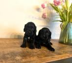 Leuke cockapoo pups ( cocker x toy poedel ), Dieren en Toebehoren, Poedel, Parvo, België, 8 tot 15 weken