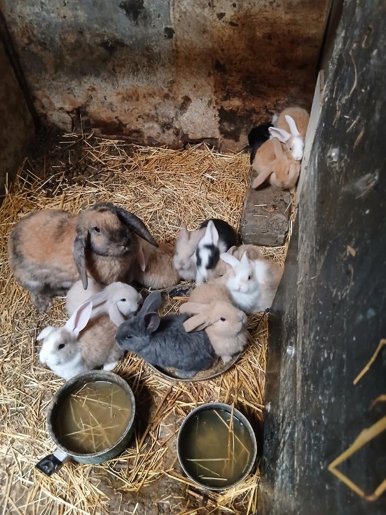 Franse hangoren te koop