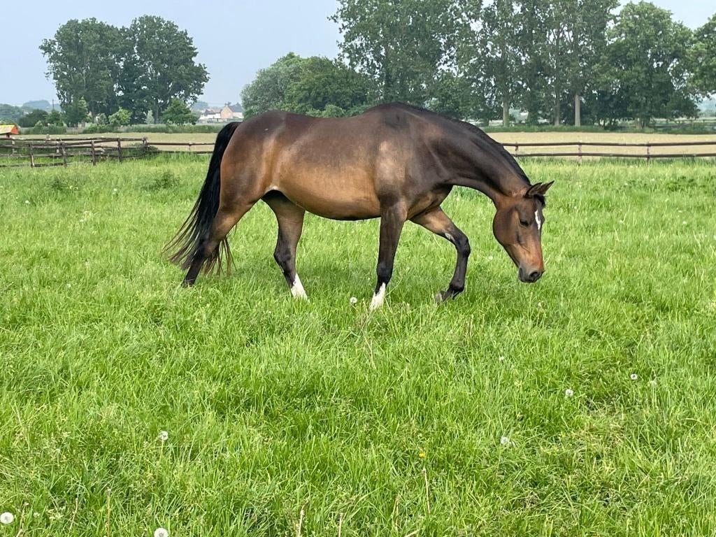 knappe D-pony fokmerrie, Poney D (1.37 m à 1.48m), Ne s'applique pas, Poney de saut, Avec pedigree