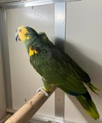 Einde hobby, Dieren en Toebehoren