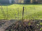 Frambozenplanten, Jardin & Terrasse, Plantes | Arbres fruitiers, Été, Plein soleil, Enlèvement, 100 à 250 cm