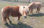 Ruines des Shetland vieilles de 2 ans, Animaux & Accessoires, Poneys, Avec puce électronique