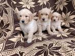 Golden retriever pups, Golden retriever, België, 15 weken tot 1 jaar, Parvo