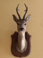 Taxidermie: duo hertenkoppen, Verzamelen, Dierenverzamelingen, Ophalen, Hert, Opgezet dier