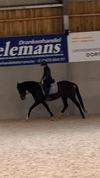 Talentvolle 4-jarige dressuurmerrie, Dieren en Toebehoren, Merrie, Dressuurpaard, Zadelmak, 3 tot 6 jaar