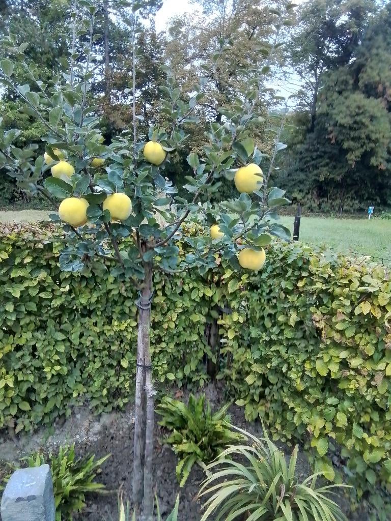 Kweeperen boompje in pot, Tuin en Terras, Halfschaduw, Overige soorten, Lente, 100 tot 250 cm